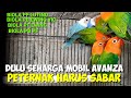 UPDATE HARGA BURUNG LOVEBRID WARNA MEWAH HARGA MURAH DIPASAR BURUNG PRAMUKA KIOS JOKI GALAU