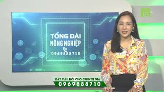 [Trực tiếp] Tổng đài nông nghiệp, ngày 25\/04\/2024 (từ 10h25 - 11h25) | VTC16