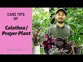 HOW TO TAKE CARE OF CALATHEA / PRAYER PLANT |