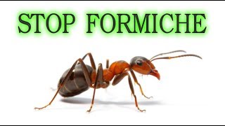 Stop to ants forever, naturally and at no cost (or almost)