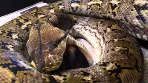 Jampea Reticulated Python feeding on a guinea pig. March 1,