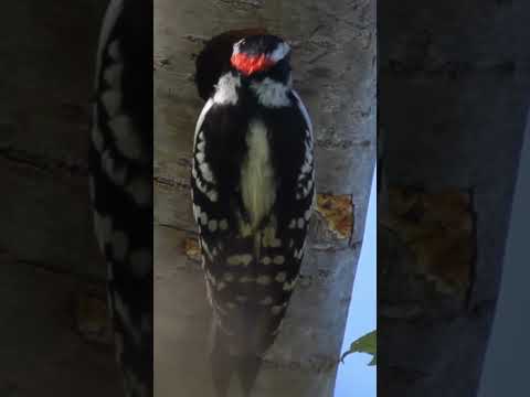 The Downy Woodpecker: