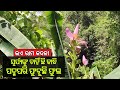 Unique banana tree in odisha bears mythological connection
