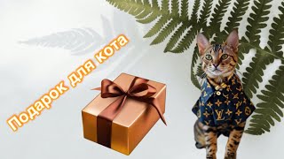 Подарок для бенгальского кота! Оценит кот или нет?)))