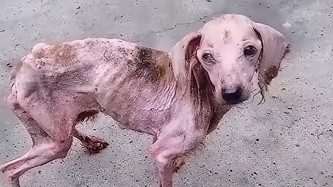 3 Dog Rescue Transformations – From Near Death to Unbelievable Recoveries
