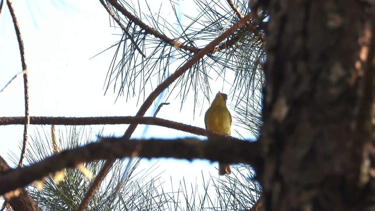 Western Flycatcher  Oaxaca, Mexico  March 2025.