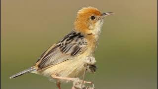 Suara Burung Cici Merah (Golden-Headed Cisticola)