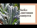 Листовая капуста Кейл в саду. Особенности, выращивание.