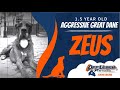 1 1/2 Yr. Old Aggressive Great Dane (ZEUS) 1 1/2 Yr. Old Aggressive Great Dane (ZEUS)