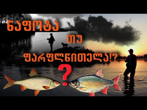 ნაფოტა თუ ფარფლწითელა!?