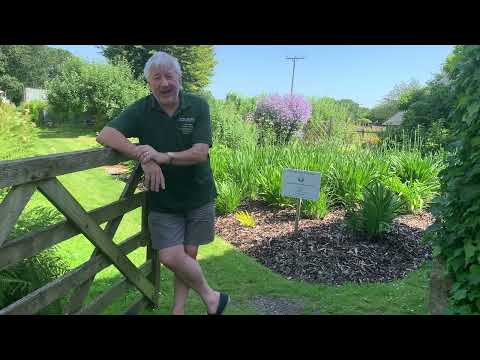 Video: Agapanthus (41 Bilder): Plantingsregler, Blomsterpleie I Det åpne Feltet. Beskrivelse Av Agapanthus -paraplyen Og Andre Plantearter