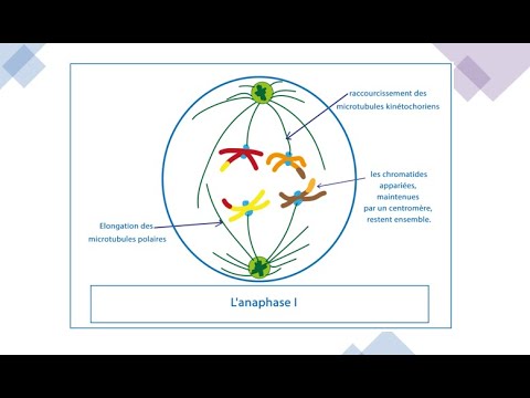 Vidéo: Différence Entre La Division Cellulaire Et La Division Nucléaire