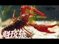 《科技苑》 20180404 奇招险 怪招妙 养的龙虾好 | CCTV农业