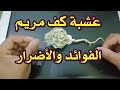 ما لا تعرفونهُ عن عُشبة كف مريم | الفوائد والأضرار