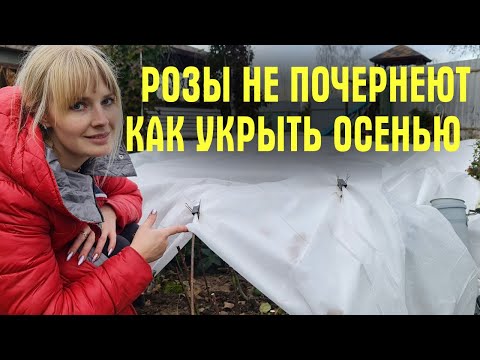 ХВАТИТ ПРИДУМЫВАТЬ! Только ТРИ ШАГА для УКРЫТИЯ! Чем и когда УКРЫВАТЬ РОЗЫ ОСЕНЬЮ