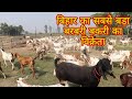 बिहार का सबसे बड़ा बरबरी बकरी का विक्रेता // barbari goat farm bihar