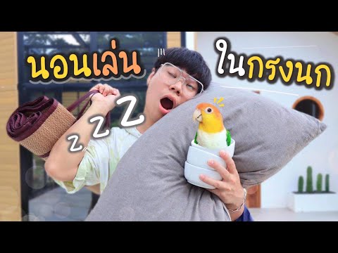 ขอนอนเล่นในกรงนก-แต่...ฝนดันตก