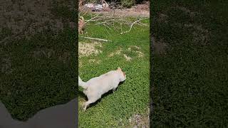 Новости приюта#shorts #животные