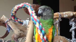 Senegal Parrot Sounds 2