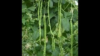 HOW TO GROW LONG GREEN POLE BEANS FROM SEED.