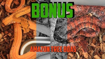 Episode 23 - Old Amazon Tree Boa Video - Unreleased Footage!