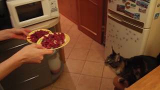 Мейн куны ждут мясо! Мейн куны ждут мясо!