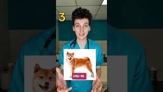 Votre 🐶 est secrètement un 🐺? Sources sous vidéo insta #chien #chiens #veto #veterinaire