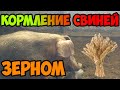 КАК ПРАВИЛЬНО кормить свиней/ Откорм