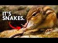 You wont believe what chipmunks eat for lunch