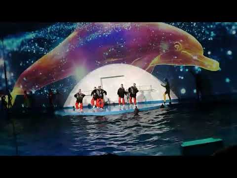 Видео: дельфин фест 2024 в екб