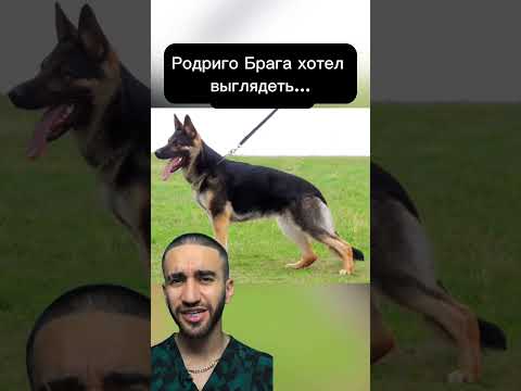 будь как собака, думай как ящерица