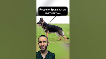будь как собака, думай как ящерица