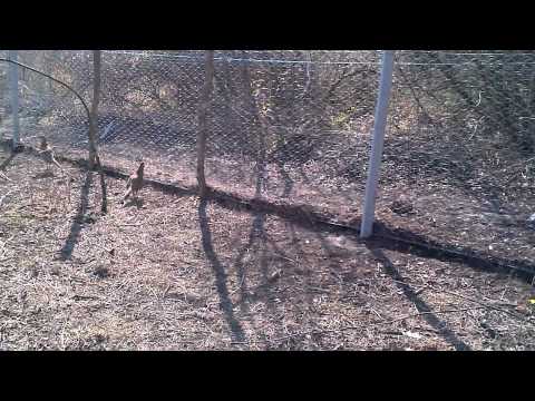 სახოხბე ვოლიერი კოღოთოზე2