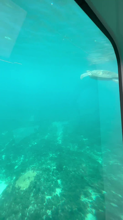 Ayun ohh!!swim din sya🐢😁