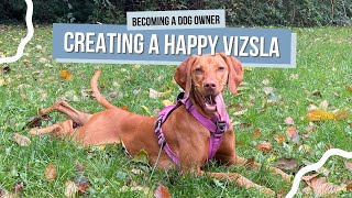 Vizsla Advice