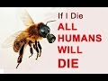 अगर मधुमक्खी खत्म तो दुनिया भी खत्म | If the whole honey bee finishes the end of human beings