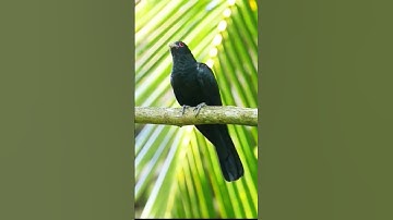 Asian Koel Calls: Discover 6+ Unique Vocalizations of the Male Koel!