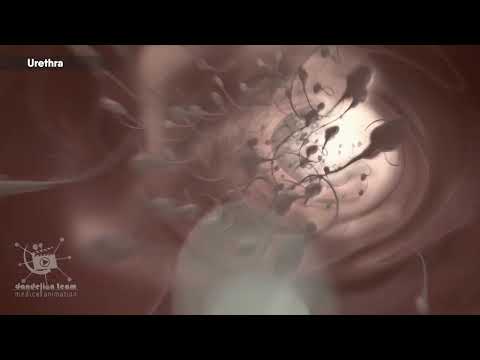 Male Reproductive System|3d medical animation|#malereproductivesystem #sperm  #erectiledysfunction