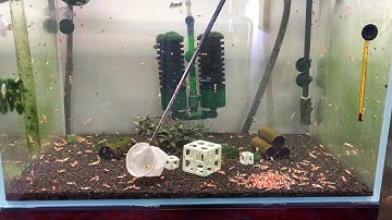 Ngày thu hoạch bội thu của bể tép bất tử sau 7 tháng setup