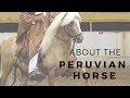 About the Peruvian Paso