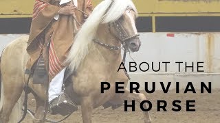 About the Peruvian Paso