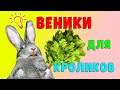 Заготовка веников для кроликов