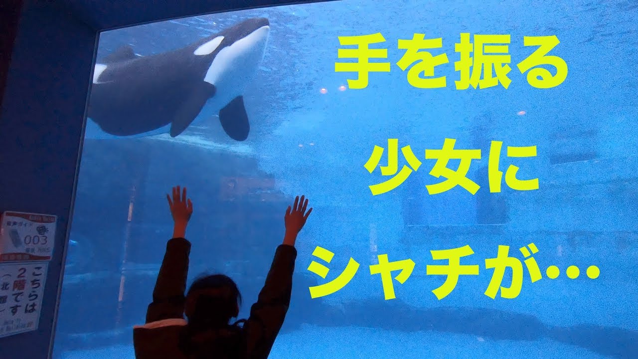 閲覧注意 かわいすぎるシャチの 名古屋港水族館17年9月 Youtube