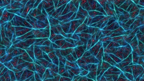 Multiple Species Physarum (Slime Mold) Simulation