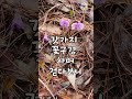 #진주시 #월아산 에 핀 봄꽃들 2024.4.4.청명일