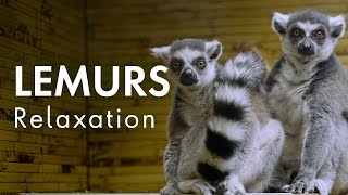 Lemurs Relaxation | Relaxing Music for Stress Relief