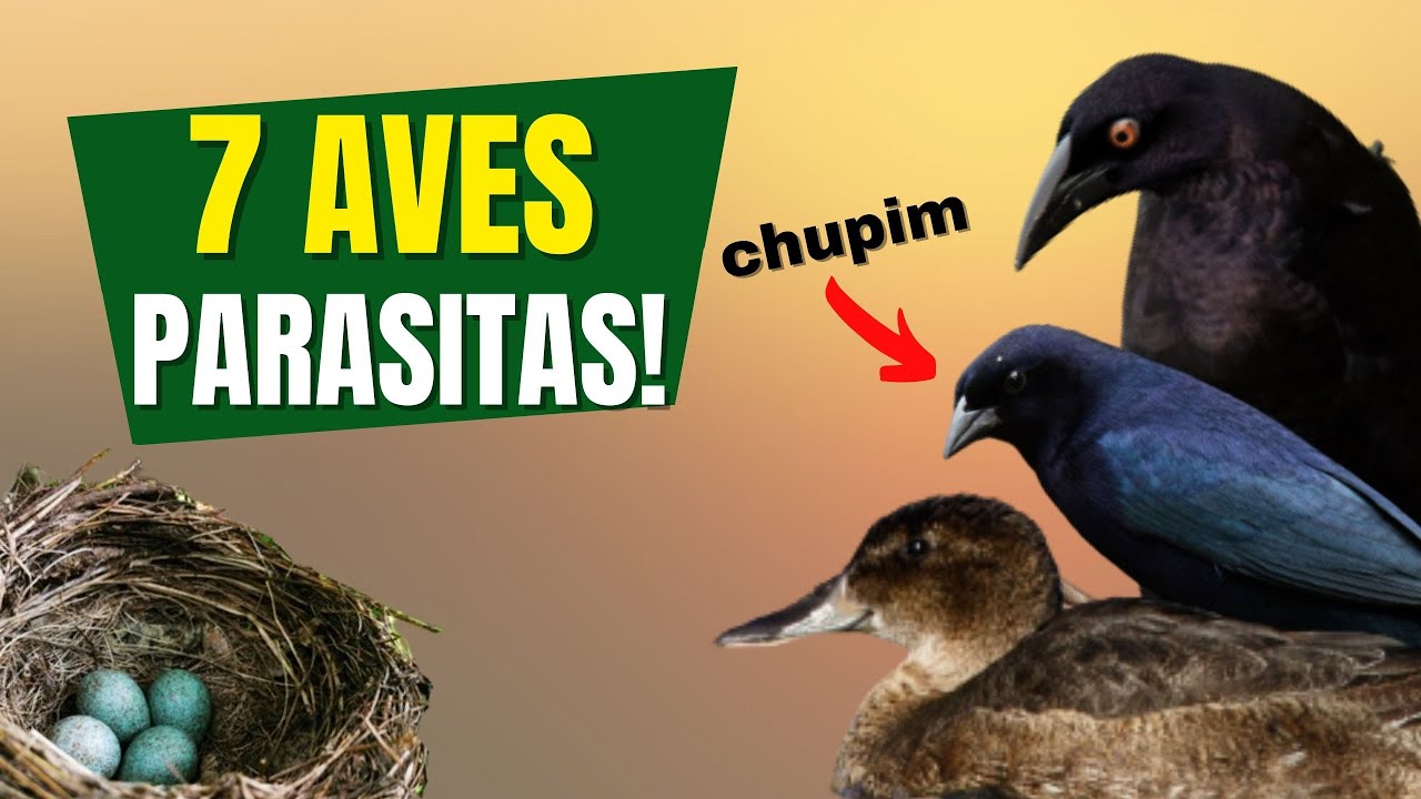 As 7 AVES PARASITAS de NINHOS do Brasil | Curiosidades sobre o chupim e outros pássaros como ele.