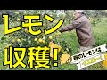 春のレモンを収穫しよう！！【ファームハウスみどり】