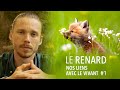Le Renard, son rôle dans l'écosystème | NOS LIENS AVEC LE VIVANT #1