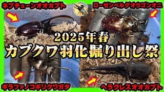 2025年春】カブトムシ・クワガタ羽化掘り出し祭 - YouTube